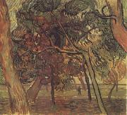Vincent Van Gogh Study of Pine Trees (nn04) Spain oil painting artist